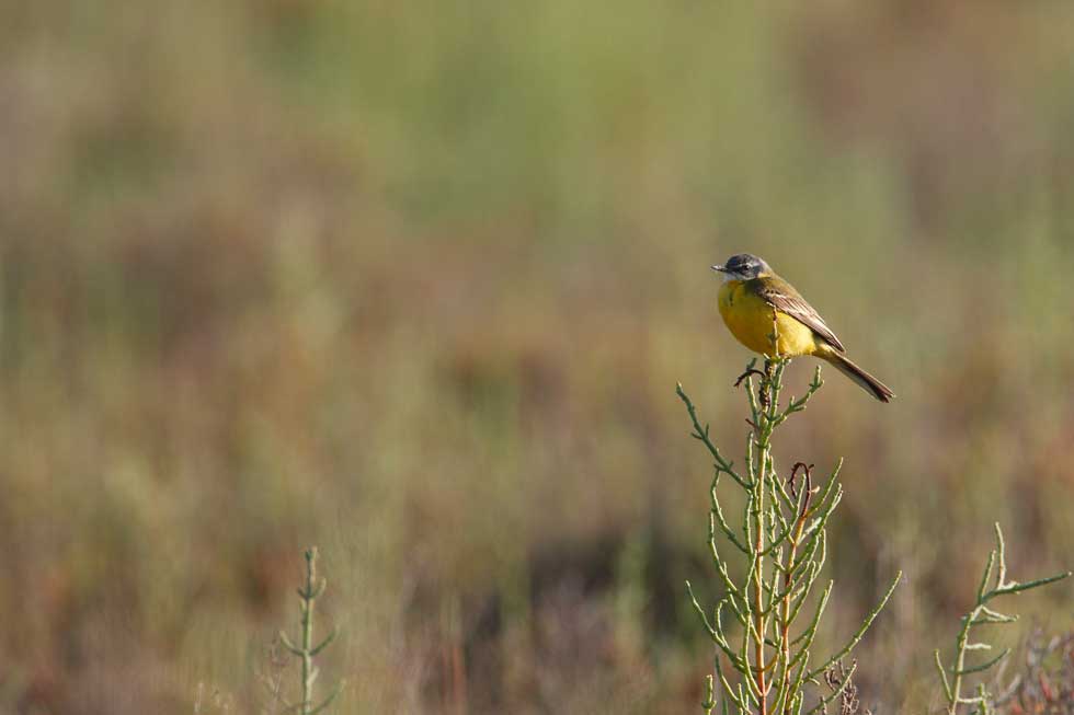Imagen 8 de la galería de Lavandera boyera - Western Yellow Wagtail
